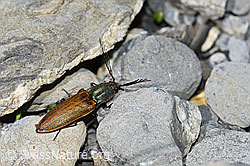 Ctenicera virens (Kammhorn-Schnellkäfer) (06.2021, F183394)
