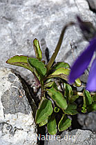 Langsporniges Stiefmütterchen (Viola calcarata) (F183414) Langsporniges Stiefmütterchen (Viola calcarata) (F183414)