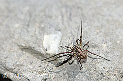Gemeiner Gebirgsweberknecht (Mitopus morio) (06.2021, F183448)