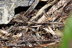 Gemeiner Gebirgsweberknecht (Mitopus morio) (06.2021, F183451)
