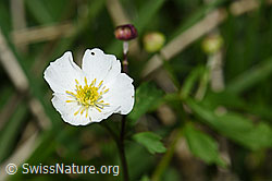 Foto: Eisenhutblättriger Hahnenfuss (Ranunculus aconitifolius)