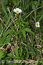 Foto: Eisenhutblättriger Hahnenfuss (Ranunculus aconitifolius)