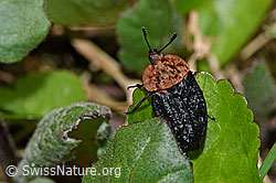 Rothalsige Silphe (Oiceoptoma thoracicum) (F183462) Rothalsige Silphe (Oiceoptoma thoracicum) (F183462)