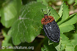 Rothalsige Silphe (Oiceoptoma thoracicum) (F183468) Rothalsige Silphe (Oiceoptoma thoracicum) (F183468)