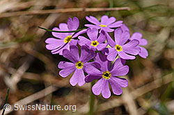 Mehl-Primel (Primula farinosa) (06.2021, F183478)