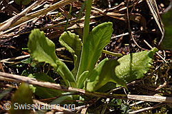 Primula farinosa (F183479)