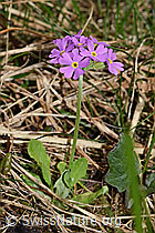 Primula farinosa (F183482)