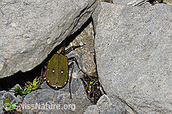Feld-Sandlaufkäfer (Cicindela campestris) (06.2021, F183489)