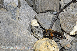 Rotbeinige Rippensandbiene (Andrena tibialis) (06.2021, F183495)