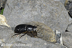 Grosser Dungkäfer (Aphodius fossor) (06.2021, F183498)