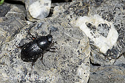 Grosser Dungkäfer (Aphodius fossor) (F183499) Grosser Dungkäfer (Aphodius fossor) (F183499)