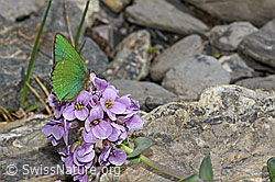 Brombeer-Zipfelfalter (Callophrys rubi) auf Kriechendem Täschelkraut (Thlaspi rotundifolium) (06.2021, F183513)