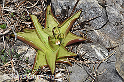 Alpen-Fettblatt (Pinguicula alpina) (06.2021, F183526)