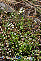 Bach-Gänsekresse (Arabis subcoriacea) (F183528)