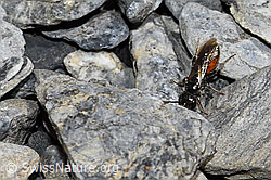 Sand-Blutbiene (Sphecodes pellucidus) (06.2021, F183532)