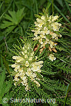 Photo: Pedicularis foliosa