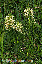 Photo: Pedicularis foliosa