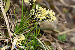 Frühlings-Segge (Carex caryophyllea) (F183581) Frühlings-Segge (Carex caryophyllea) (F183581)