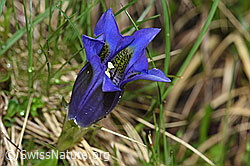 Gentiana acualis (19.06.2021, F183582)