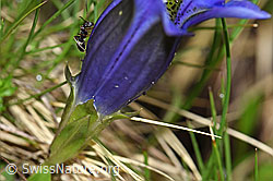 Kochscher Enzian (Gentiana acualis) (F183583)