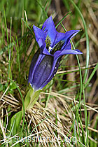 Gentiana acualis (19.06.2021, F183585)