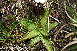 Alpen-Fettblatt (Pinguicula alpina) (F183586)