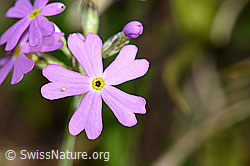 Primula farinosa (19.06.2021, F183593)