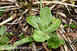 Mehl-Primel (Primula farinosa) (F183594) Mehl-Primel (Primula farinosa) (F183594)