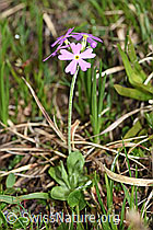 Primula farinosa (19.06.2021, F183597)
