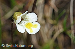 Alpen-Fettblatt (Pinguicula alpina) (F183598)