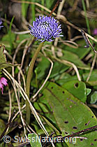 Globularia nudicaulis (19.06.2021, F183611)