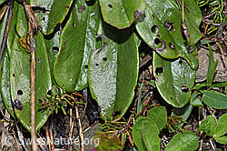 Globularia nudicaulis (F183612)