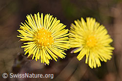 Tussilago farfara (19.06.2021, F183617)