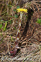 Tussilago farfara (19.06.2021, F183618)