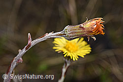 Huflattich (Tussilago farfara) (F183619)