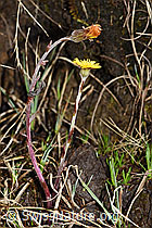 Huflattich (Tussilago farfara) (F183620)