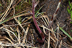 Huflattich (Tussilago farfara) (F183621)