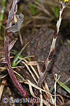 Huflattich (Tussilago farfara) (F183622)