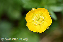 Berg-Hahnenfuss (Ranunculus montanus) (F183626)