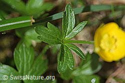 Berg-Hahnenfuss (Ranunculus montanus) (F183628)