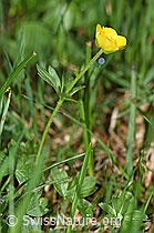 Berg-Hahnenfuss (Ranunculus montanus) (F183630)