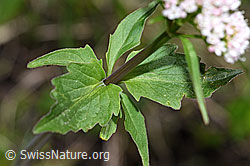 Photo: Valerina tripteris
