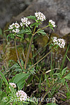 Photo: Valerina tripteris