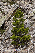 Pinus mugo (19.06.2021, F183668)