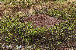 Grosse Kerbameise (Formica exsecta), Ameisenhügel (F183677)