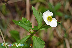 Ranunculus aconitifolius (19.06.2021, F183678)