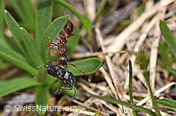 Manica rubida with bug (F183708)