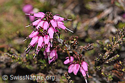 Erika (Erica carnea) (F183751)