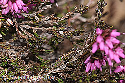 Erika (Erica carnea) (F183753)