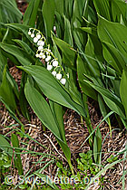 Maiglöckchen (Convallaria majalis) (F183772) Maiglöckchen (Convallaria majalis) (F183772)